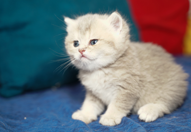 KEDIM OLSA CATTERY-KEDIM OLSA RICH-BRITISH SHORT HAIR